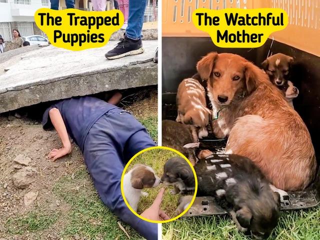 Love Slipped Through the Cracks: The Heartwarming Rescue of “Mama Lucha” and Her Puppies That United a Community